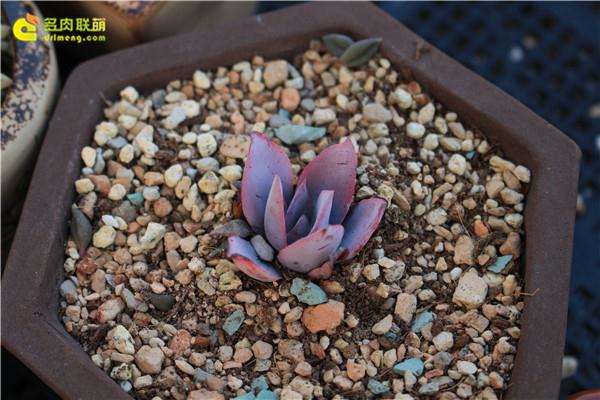 为什么不要购买宿迁多肉 什么原因