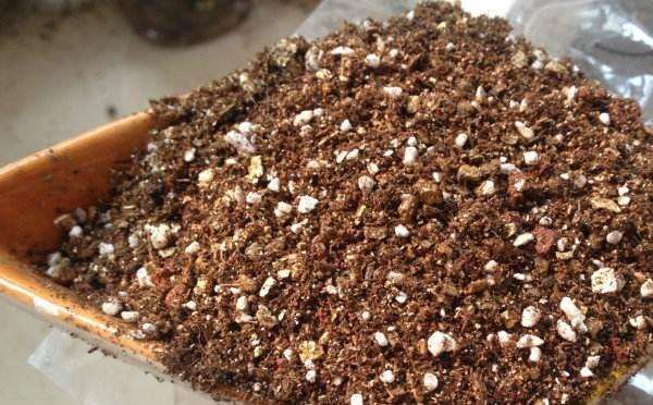 多肉种植用什么营养土最好 图片