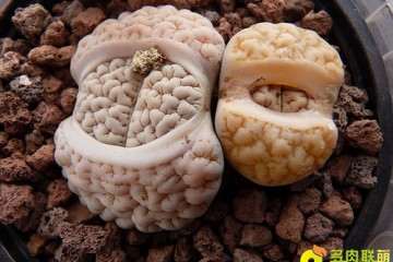 生石花多肉表皮发皱 发焉 怎么办