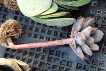 多肉砍头是用剪刀剪 还是刀片切