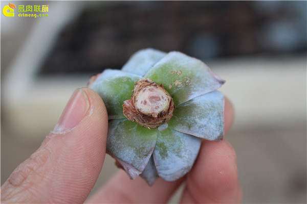 为什么买回来的多肉没有根 3个原因