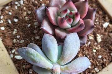 为什么买回来的多肉没有根 3个原因