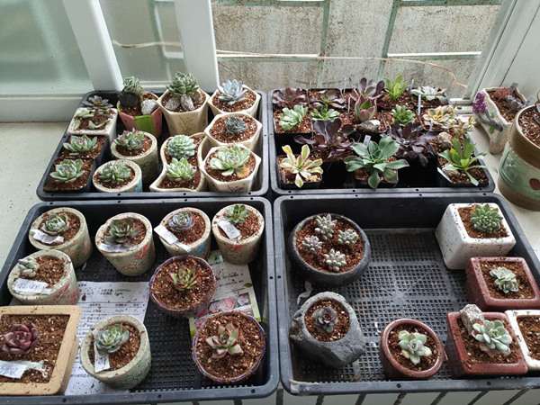 为什么买回来的多肉要肉清洗修剪