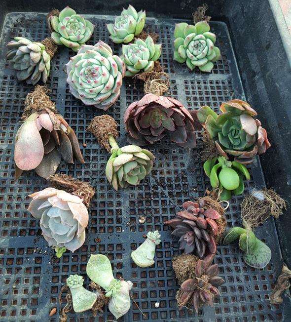 为什么买回来的多肉要肉清洗修剪