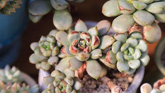 为什么买回来的多肉要肉清洗修剪