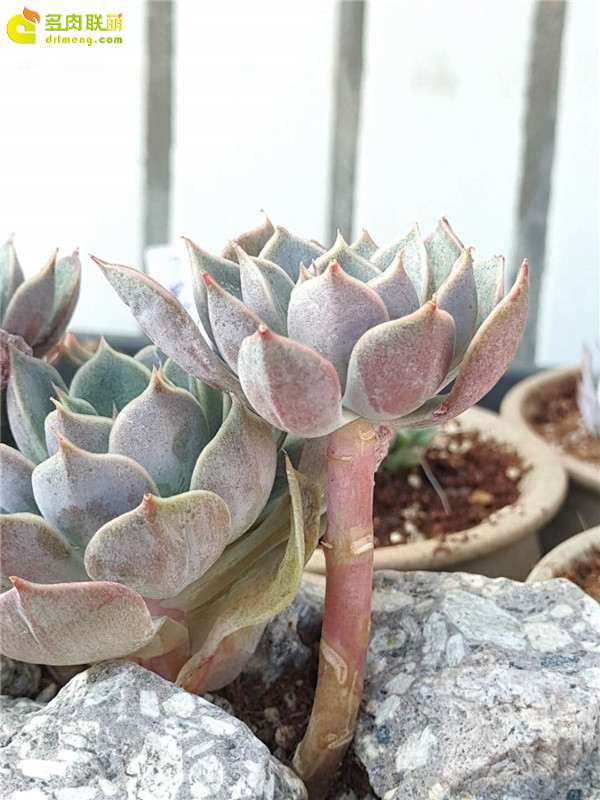 多肉植物茎干呈现红色 怎么办 图片