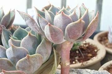 多肉植物茎干呈现红色 怎么办 图片