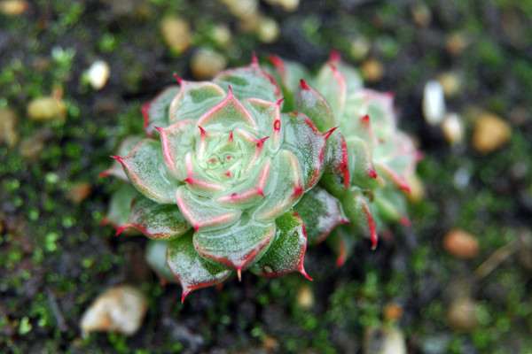 冬天 多肉植物可以淋雨吗 怎么办