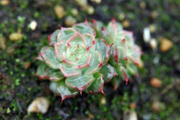 冬天 多肉植物可以淋雨吗 怎么办