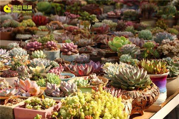 什么才称得上是品牌多肉土 图片