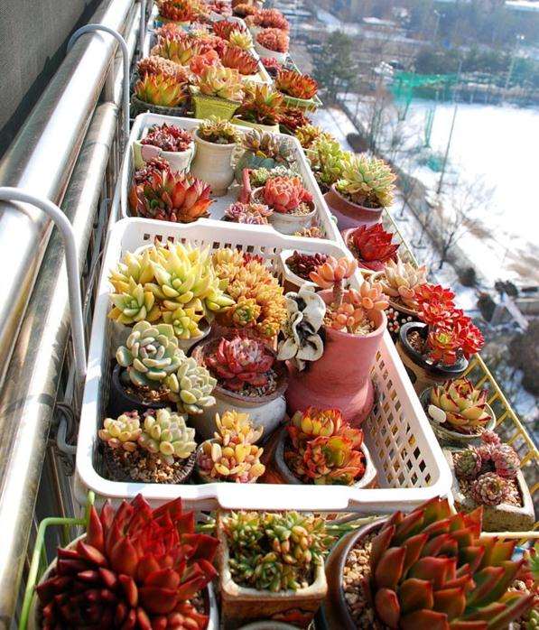 什么才称得上是品牌多肉土 图片