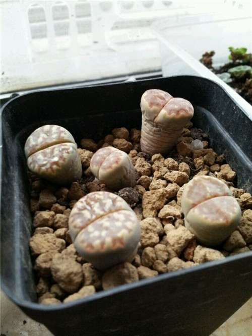 生石花多肉徒长 怎么办 用什么方法