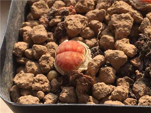 生石花多肉徒长 怎么办 用什么方法