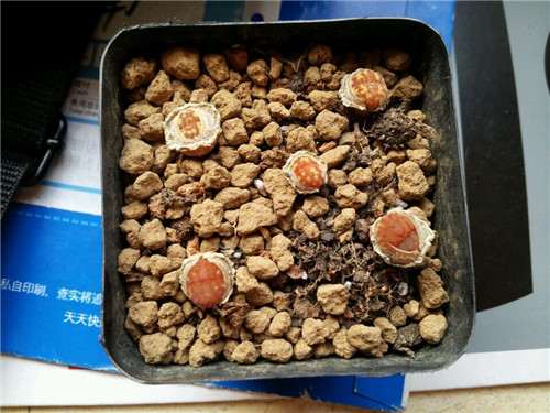 生石花多肉徒长 怎么办 用什么方法