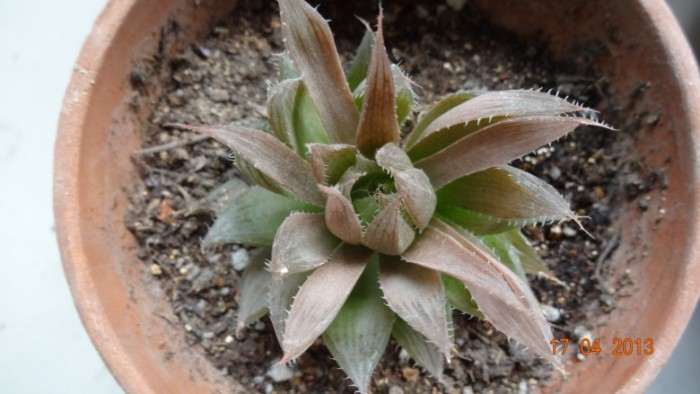 玉露多肉叶片疯长 怎么办 用什么方法