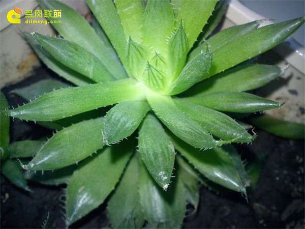 玉露多肉叶片疯长 怎么办 用什么方法