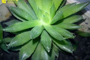 玉露多肉叶片疯长 怎么办 用什么方法