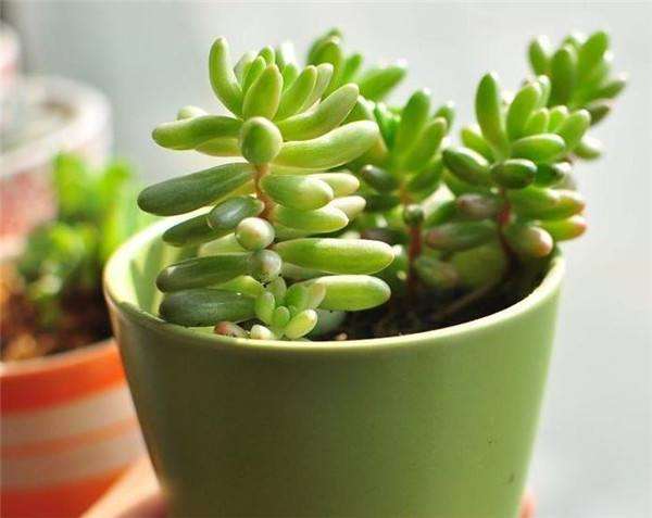 多肉可以重新拔出来 再换盆吗 图片