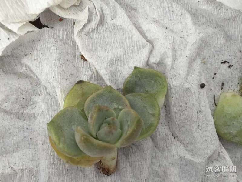 如何用纸巾叶插多肉植物的方法 图片