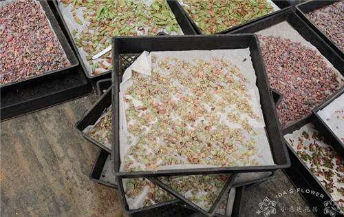 如何用纸巾叶插多肉植物的方法 图片