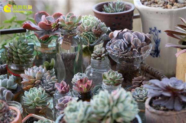 为什么多肉不频繁浇水 却可以水培 图片