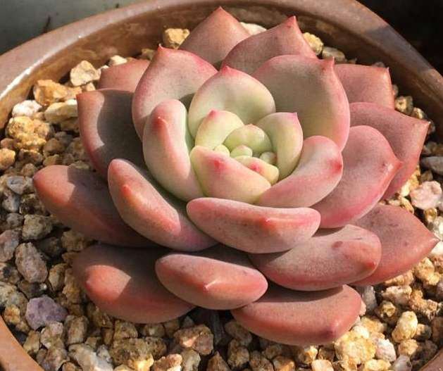 为什么多肉不频繁浇水 却可以水培 图片