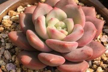 为什么多肉不频繁浇水 却可以水培 图片