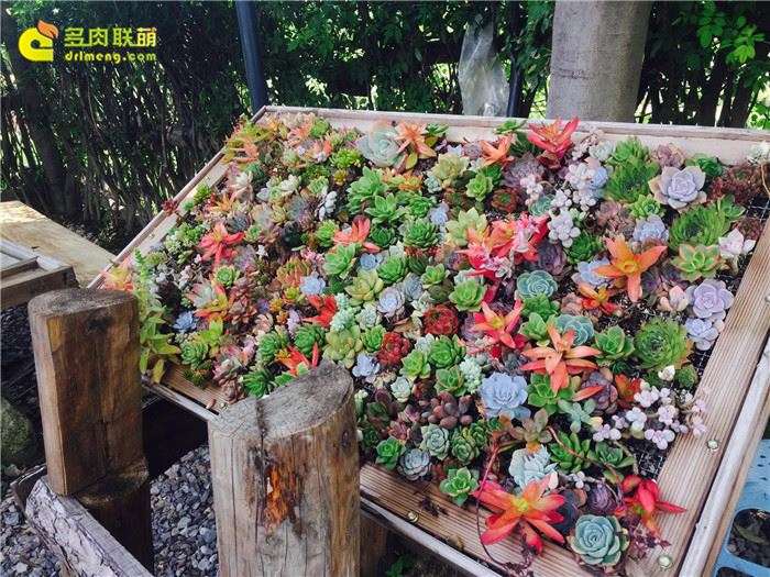 为什么云南是养多肉的好地方 图片