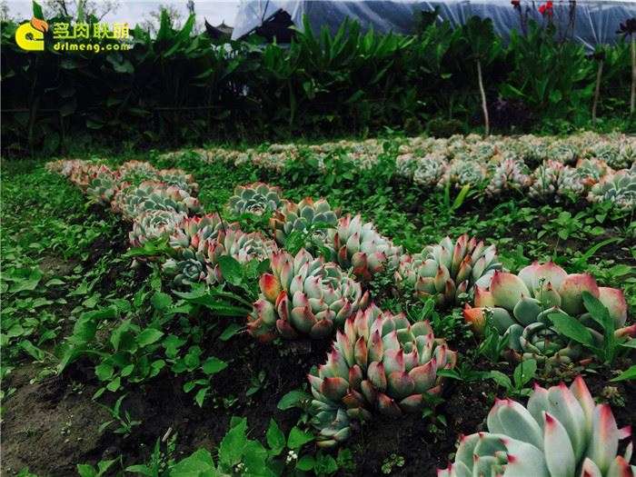 为什么云南是养多肉的好地方 图片