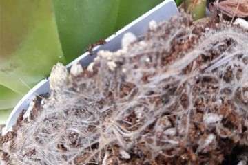 多肉的根系有白毛 如发霉一样 怎么办