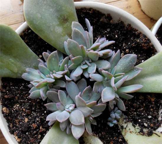 为什么叶插的多肉 缀化了 怎么办 图片