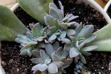 为什么叶插的多肉 缀化了 怎么办 图片