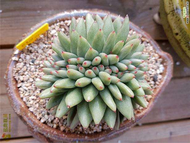 怎么给多肉植物施肥的方法 图片