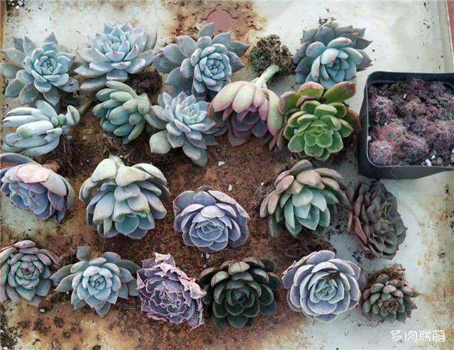 怎么给多肉植物施肥的方法 图片