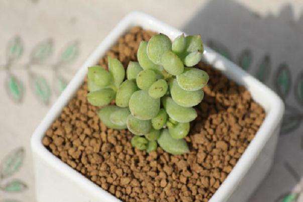 怎么给多肉植物施肥的方法 图片