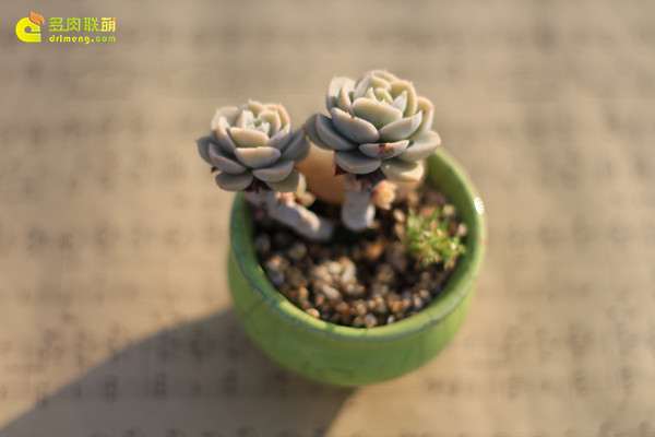 多肉叶插之前如何掰叶片的方法 图片