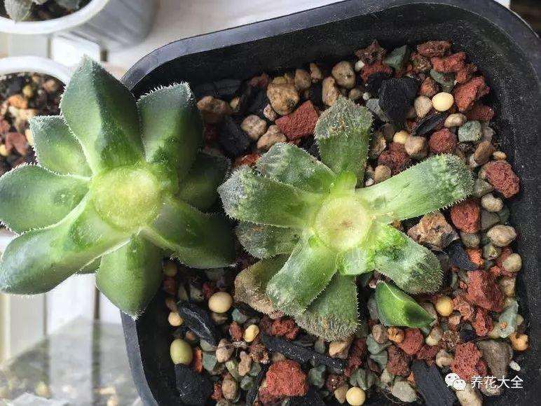 多肉叶插之前如何掰叶片的方法 图片