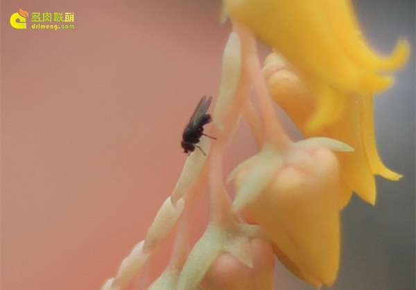 多肉植物周围有小飞虫 怎么办 图片