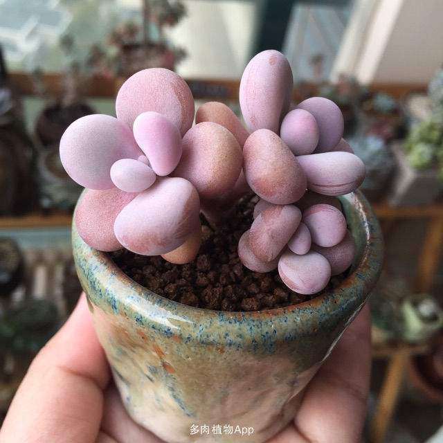 多肉植物周围有小飞虫 怎么办 图片