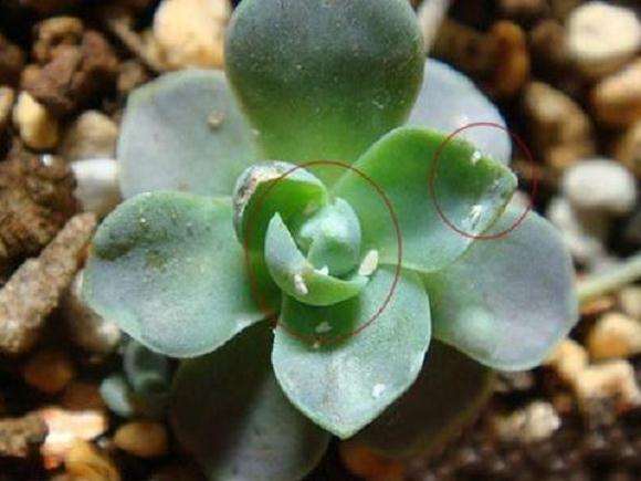 多肉植物周围有小飞虫 怎么办 图片