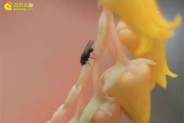 多肉植物周围有小飞虫 怎么办 图片