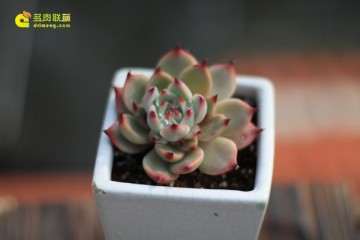 多肉植物叶片大小不一 怎么办 图片