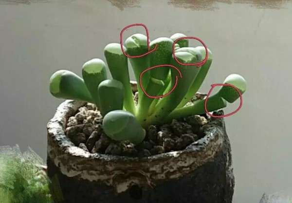 多肉植物叶片出现白色的裂痕 怎么办