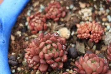 多肉植物叶片出现白色的裂痕 怎么办