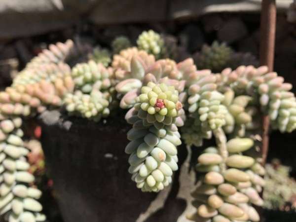 多肉植物长歪掉了 怎么办 图片