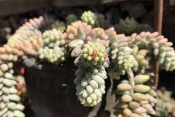 多肉植物长歪掉了 怎么办 图片