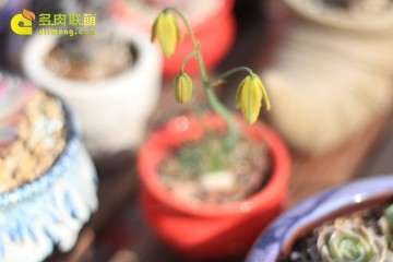 应该把多肉要开的花剪掉 怎么办 图片