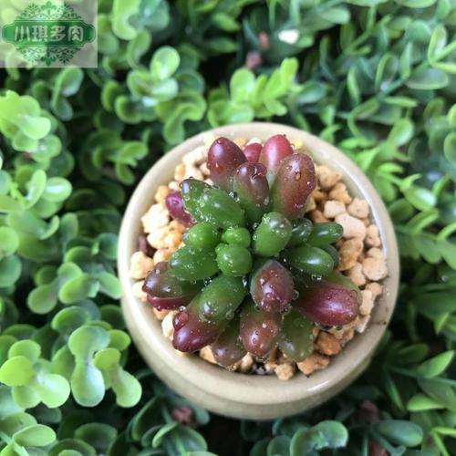 多肉有虫子可以用杀虫剂吗 怎么办