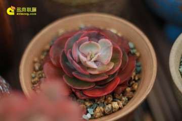 多肉植物出现伤口感染怎么办 图片