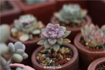 怎么让多肉植物多爆芽的方法 图片
